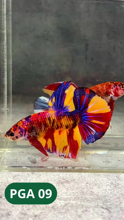 King Giant Plakat Male Betta Fish | You Pick Fish | High Grade