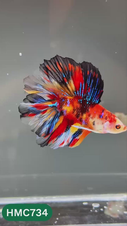 Multicolor Halfmoon Male Betta Fish | High Grade | Order Directly From Farm |  You Pick Fish |