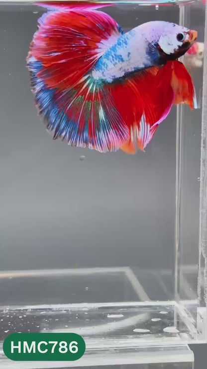 Nemo Halfmoon Male Betta Fish | Order Directly From Farm | You Pick Fish