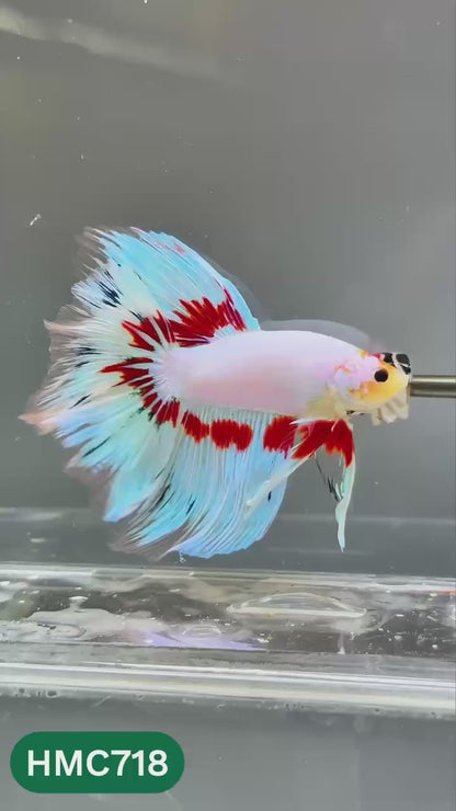 Multicolor Halfmoon Male Betta Fish | High Grade | Order Directly From Farm |  You Pick Fish |