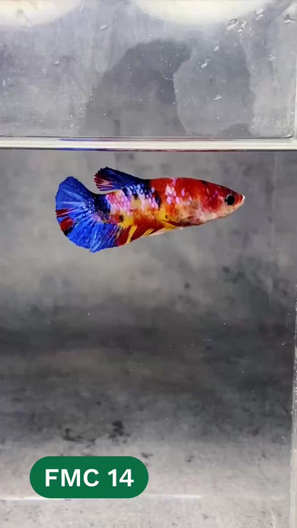 Multicolor Female Betta Fish | You Pick Fish | High Grade