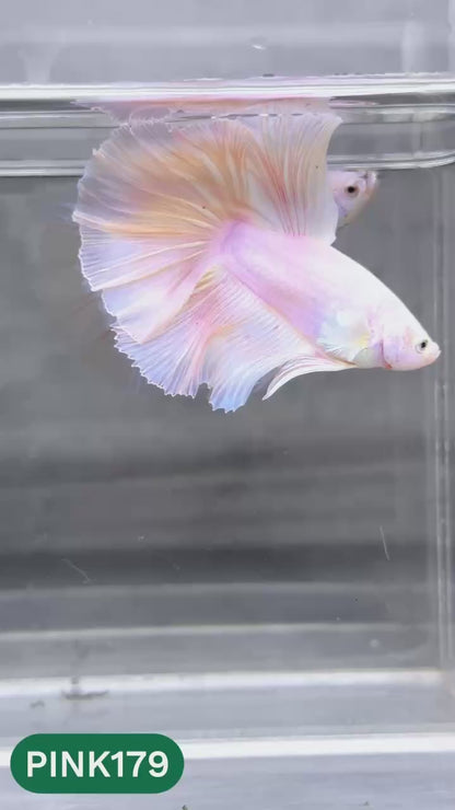 Pink Halfmoon Male Betta Fish | You Pick Fish | Order Directly From Farm