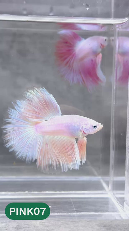 Pink Halfmoon Male Betta Fish | You Pick Fish | Order Directly From Farm