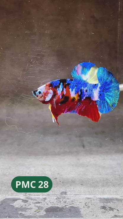 Multicolor Plakat Male Betta Fish |Show Grade|  You Pick Fish
