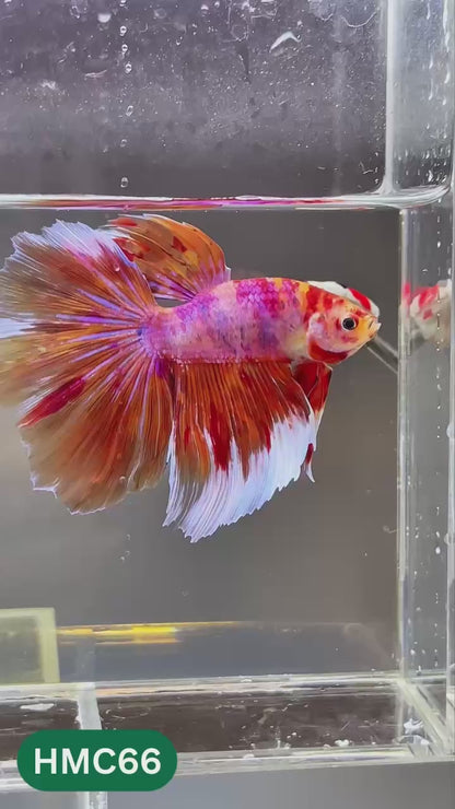 Multicolor Halfmoon Male Betta Fish | High Grade | Order Directly From Farm |  You Pick Fish |