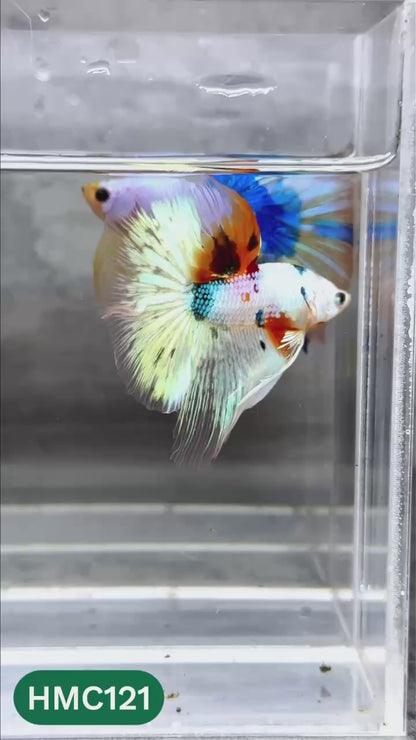 Multicolor Halfmoon Male Betta Fish | High Grade | Order Directly From Farm |  You Pick Fish |
