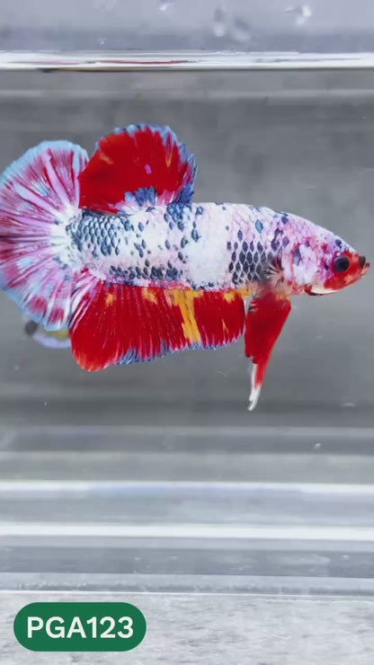 King Giant Plakat Male Betta Fish | You Pick Fish | High Grade