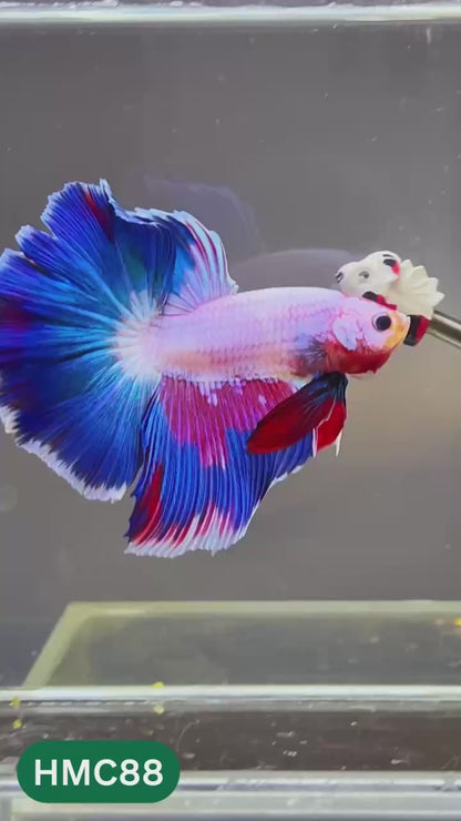 Multicolor Halfmoon Male Betta Fish | High Grade | Order Directly From Farm |  You Pick Fish |