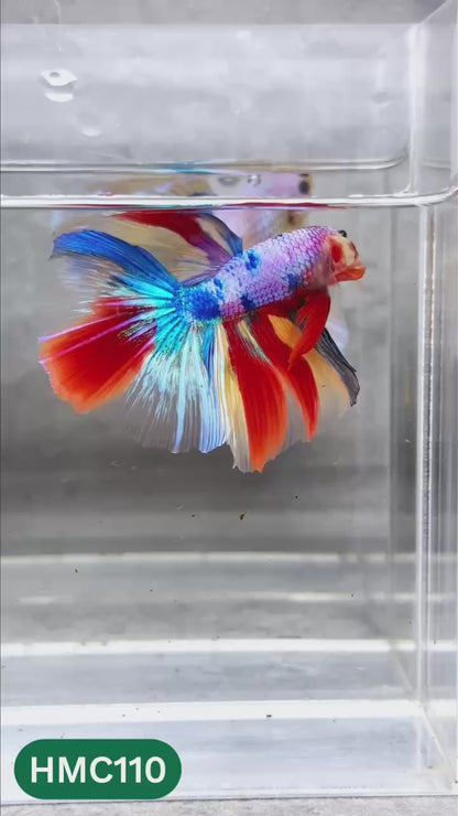Multicolor Halfmoon Male Betta Fish | High Grade | Order Directly From Farm |  You Pick Fish |