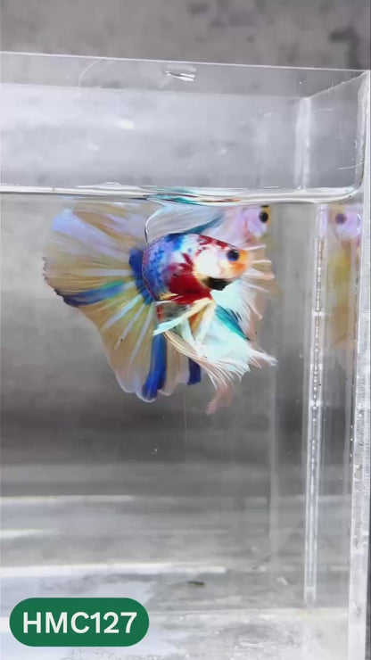 Multicolor Halfmoon Male Betta Fish | High Grade | Order Directly From Farm |  You Pick Fish |