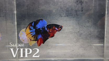 Multicolor Plakat Male Betta Fish |Show Grade|  You Pick Fish