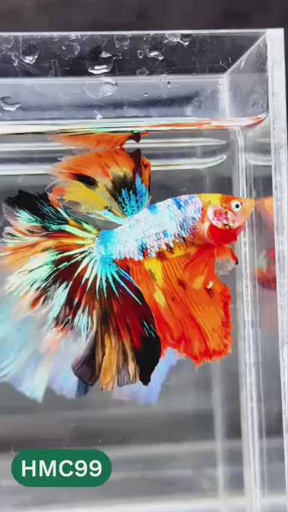 Nemo Halfmoon Male Betta Fish | Order Directly From Farm | You Pick Fish