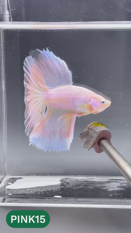 Pink Halfmoon Male Betta Fish | You Pick Fish | Order Directly From Farm