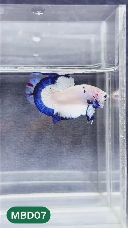 Blue Marble Dot Plakat Male Betta Fish | You Pick Fish