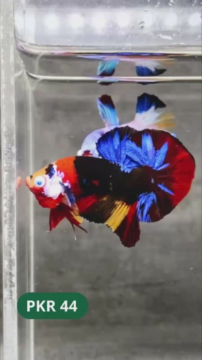 Multicolor Yellow Base Plakat Male Betta Fish | Order Directly From Farm |  You Pick Fish