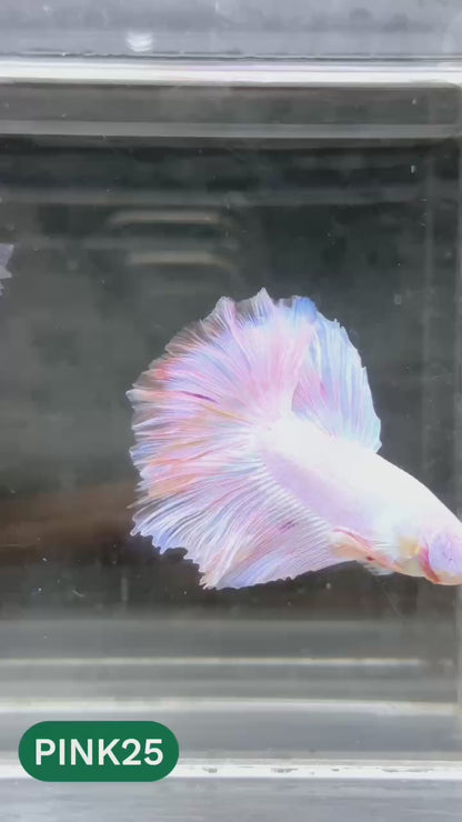 Pink Halfmoon Male Betta Fish | You Pick Fish | Order Directly From Farm