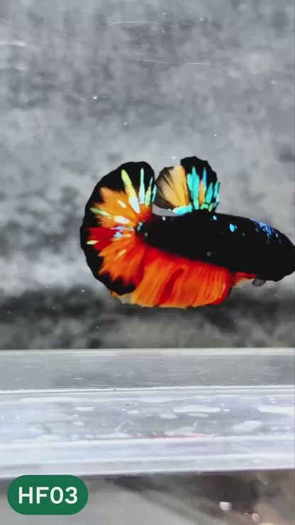 Dark Flame Hellfire Plakat Male Betta Fish | You Pick Fish | Rare Betta