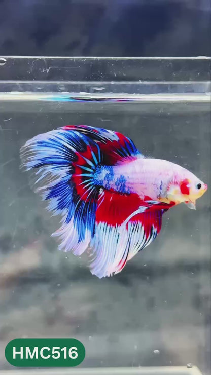 Nemo Halfmoon Male Betta Fish | Order Directly From Farm | You Pick Fish