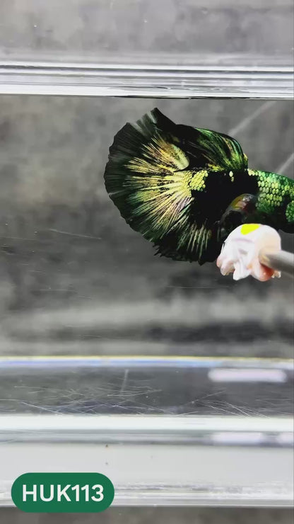 Black Hulk Halfmoon Male Betta Fish | You Pick Fish