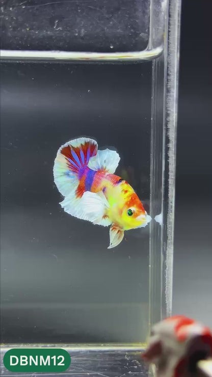 Dumbo Neno Neon Plakat Male Betta Fish | Neon Betta | You Pick Fish