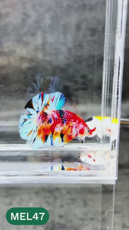 Metallic Plakat Betta Fish | You Pick Betta | Exotic Fish