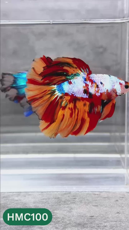 Multicolor Halfmoon Male Betta Fish | High Grade | Order Directly From Farm |  You Pick Fish |