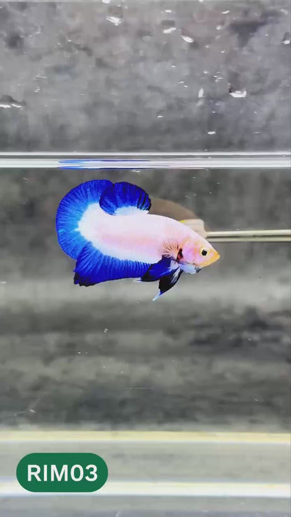 Marble Rim Plakat Male Betta Fish | You Pick Betta