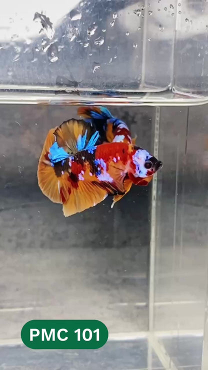 Multicolor Plakat Male Betta Fish |Show Grade|  You Pick Fish