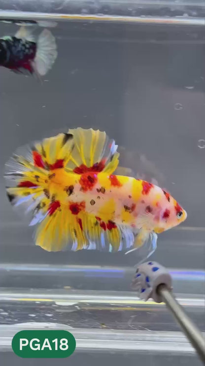 King Giant Plakat Male Betta Fish | You Pick Fish | High Grade