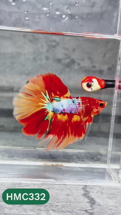 Multicolor Halfmoon Male Betta Fish | High Grade | Order Directly From Farm |  You Pick Fish |