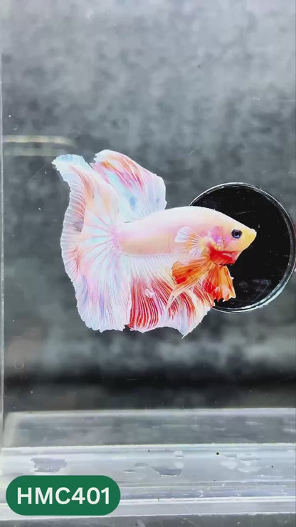 Multicolor Halfmoon Male Betta Fish | High Grade | Order Directly From Farm |  You Pick Fish |