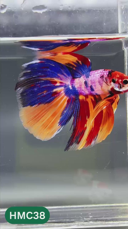 Multicolor Halfmoon Male Betta Fish | High Grade | Order Directly From Farm |  You Pick Fish |