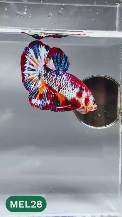 Multicolor Metallic Plakat Male Betta Fish | You Pick Fish | Exclusive Grade