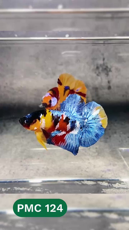 Multicolor Plakat Male Betta Fish |Show Grade|  You Pick Fish