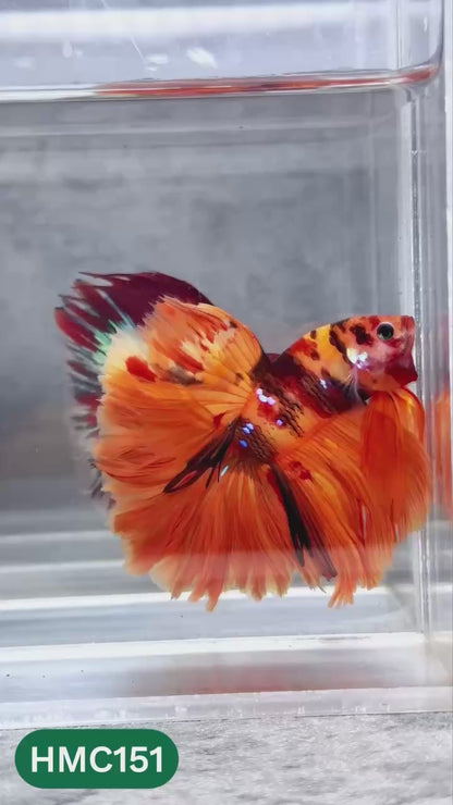 Multicolor Halfmoon Male Betta Fish | High Grade | Order Directly From Farm |  You Pick Fish |