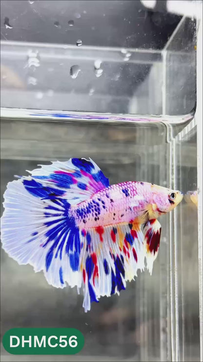 Multicolor Halfmoon Male Betta Fish | Order Directly From Farm | You Pick Fish