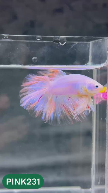 Pink Halfmoon Male Betta Fish | You Pick Fish | Order Directly From Farm