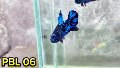 Black Star Nebula Plakat Betta | You Pick Betta | High Grade