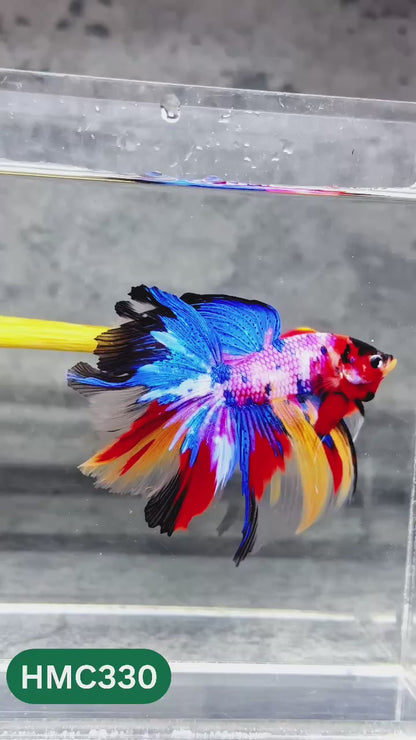 Multicolor Halfmoon Male Betta Fish | High Grade | Order Directly From Farm |  You Pick Fish |