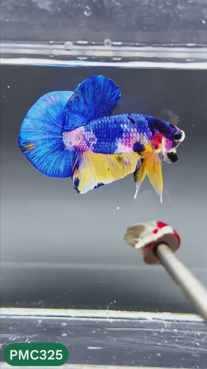 Multicolor Plakat Male Betta Fish | Show Grade |  You Pick Fish