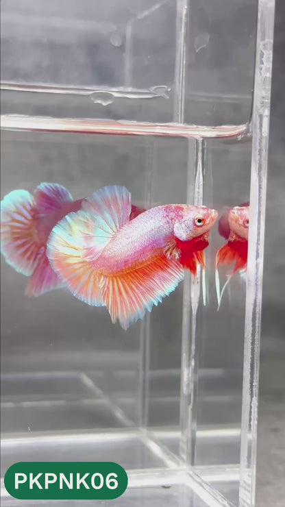 Pink Plakat Male Betta Fish | You Pick Fish | Rare Color