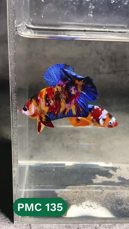 Multicolor Plakat Male Betta Fish |Show Grade|  You Pick Fish