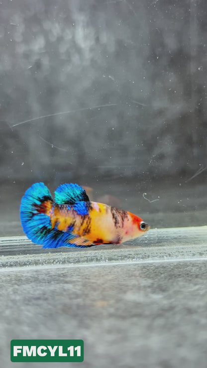 Multicolor Yellow Base Female Betta Fish | You Pick Fish  | High Grade