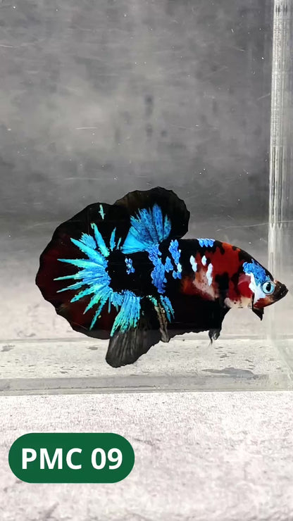 Multicolor Plakat Male Betta Fish |Show Grade|  You Pick Fish