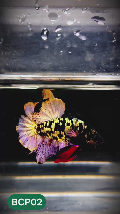 Black Panther Plakat Male Betta Fish | You Pick Fish | Rare Betta