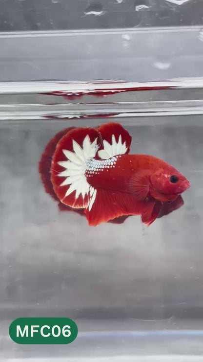 Hellboy Plakat Male Betta Fish | Order Directly From Farm | You Pick Fish