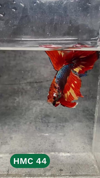 Multicolor Halfmoon Male Betta Fish | High Grade | Order Directly From Farm |  You Pick Fish |