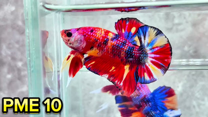 Metallic Plakat Betta Fish | You Pick Betta | Show Grade