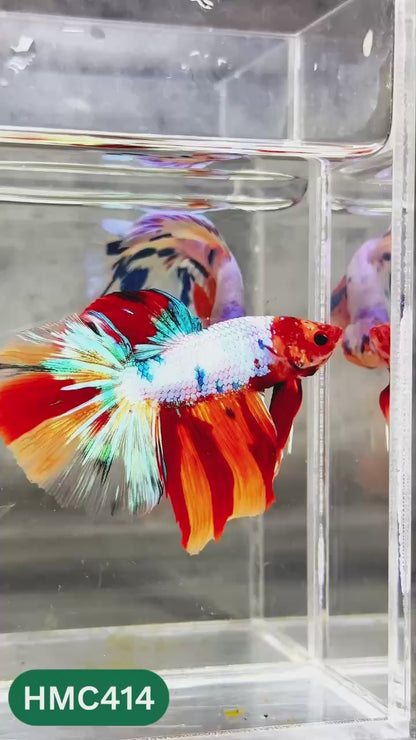 Multicolor Halfmoon Male Betta Fish | Order Directly From Farm | You Pick Fish