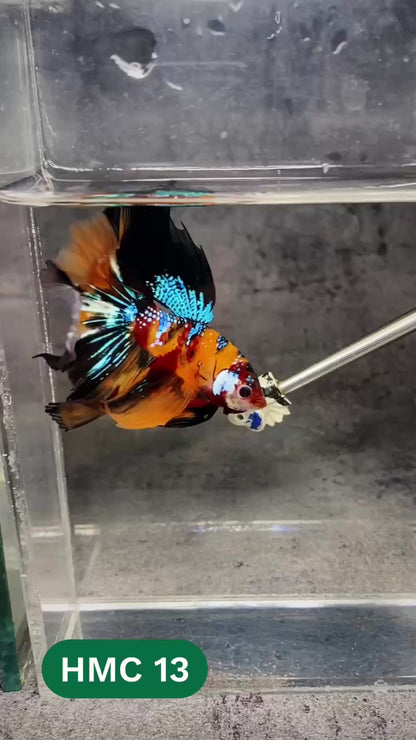 Multicolor Halfmoon Male Betta Fish | High Grade | Order Directly From Farm |  You Pick Fish |